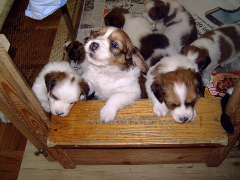 Puppies